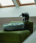 A pet beside a Starry round bed on a sofa